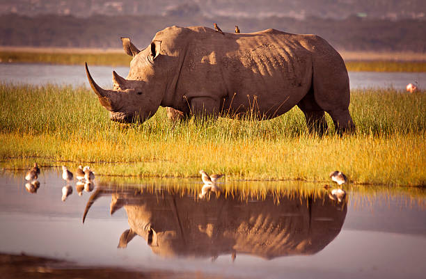 VIAJE DESCUBRIENDO SUDAFRICA (PILANESBERG) Y CATARATAS VICTORIA (ZIMBABWE) CON CHOBE  DESDE TABASCO