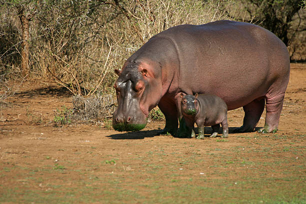 VIAJE DESCUBRIENDO SUDAFRICA Y CATARATAS VICTORIA (ZIMBABWE) CON CHOBE  DESDE TABASCO