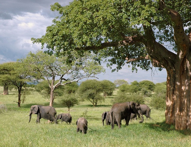 VIAJE SUDAFRICA EN RESERVA PRIVADA Y CATARATAS VICTORIA (ZAMBIA) CON CHOBE  DESDE TABASCO