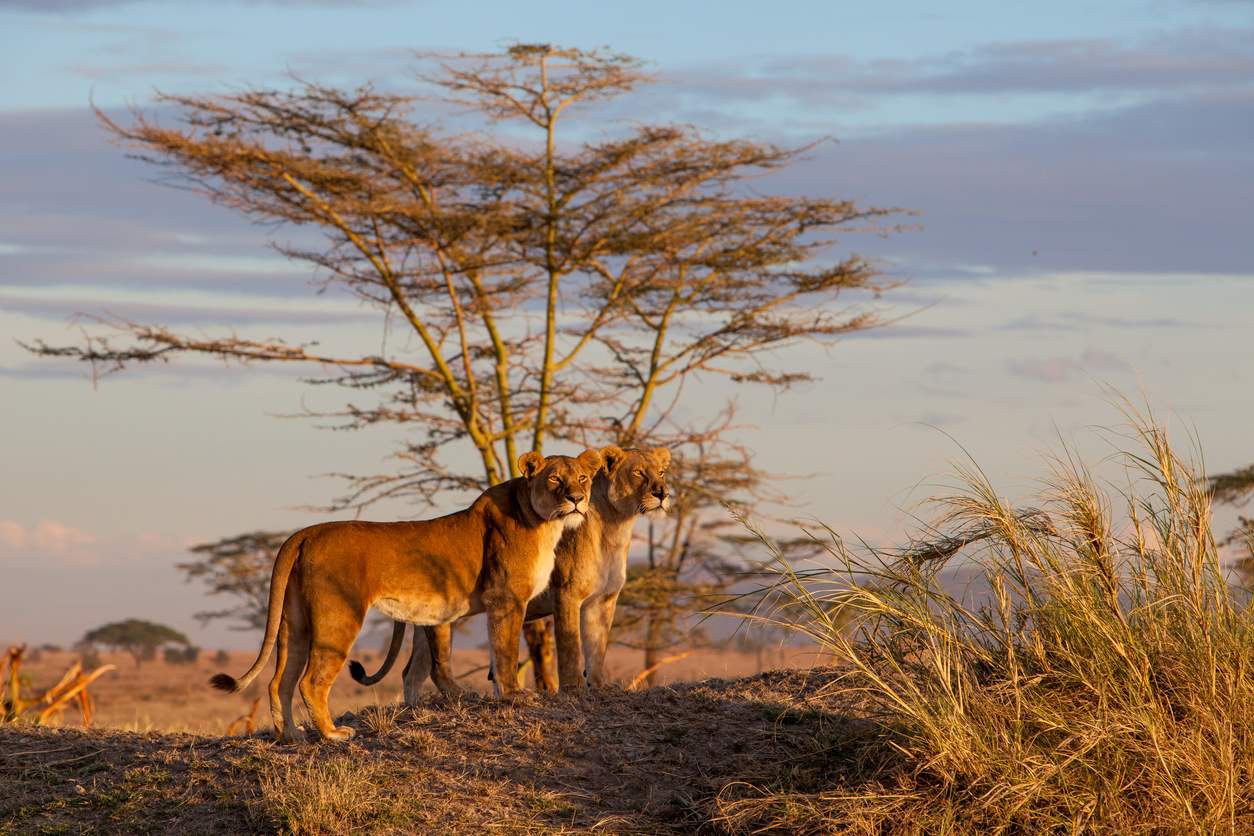 Viaje parque de kenya y tanzania  desde Tabasco