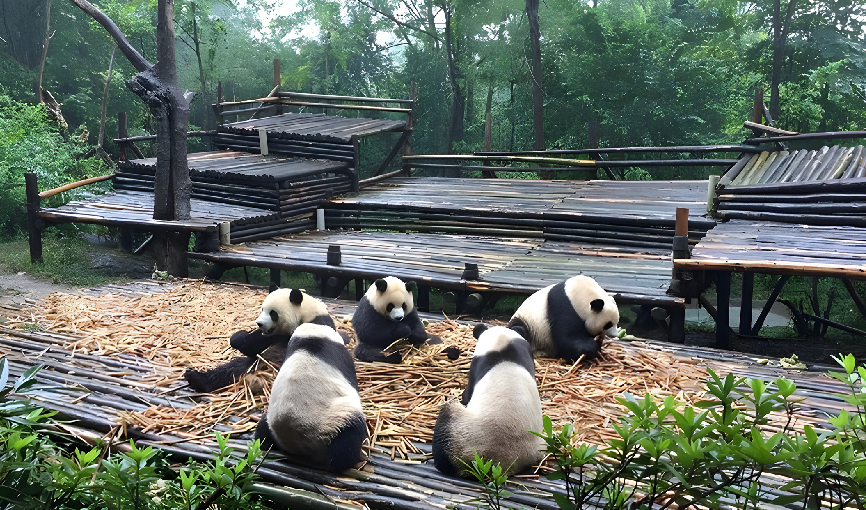 Viaje china del oso panda  desde Tabasco